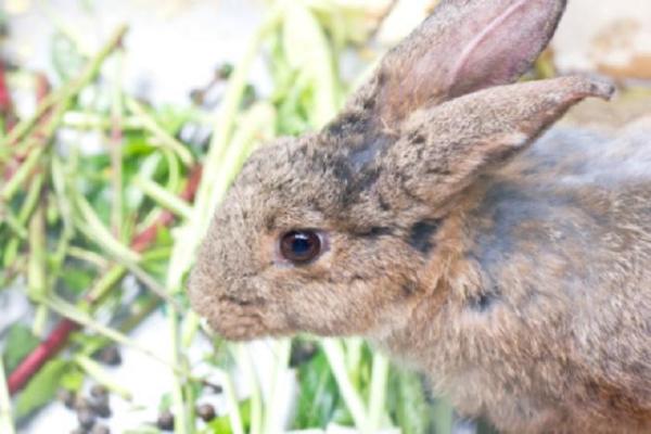 Sarna em coelhos - Sintomas e tratamento - Sintomas da sarna em coelhos