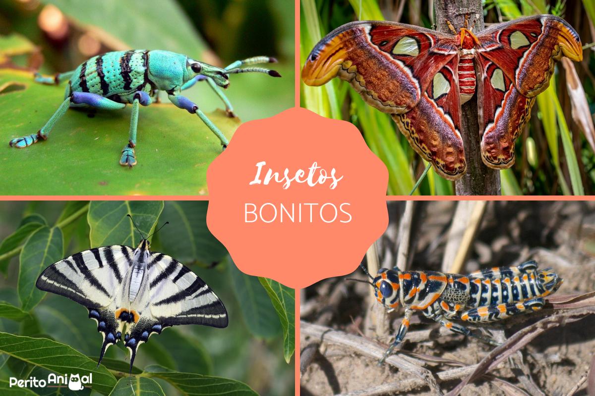 Os insetos mais bonitos do mundo