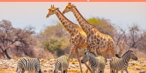 Animais da África - Características, curiosidades e fotos