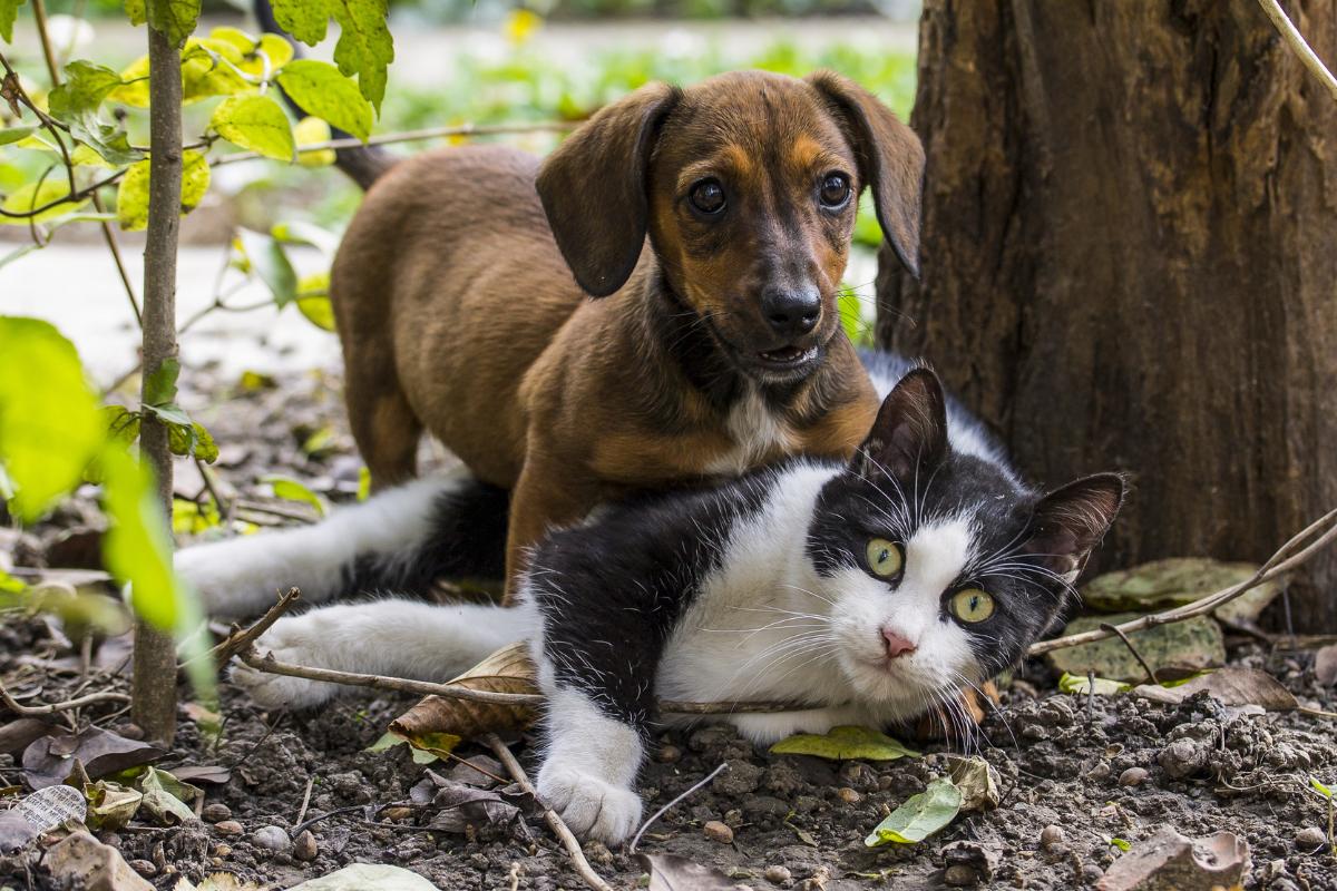 Ciúmes entre cães e gatos, como lidar?