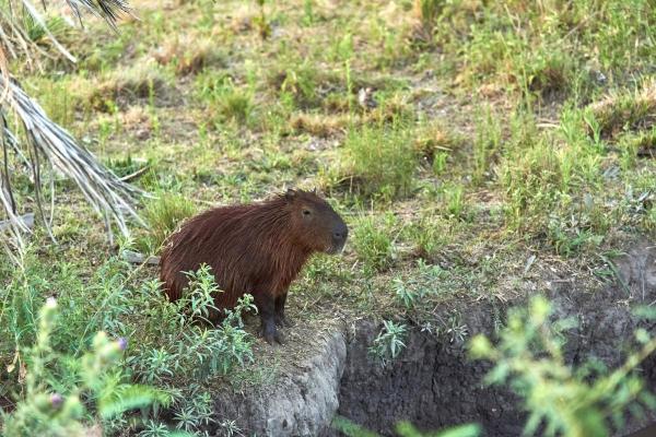 Onde vivem as capivaras? - Existem capivaras fora da América do Sul?