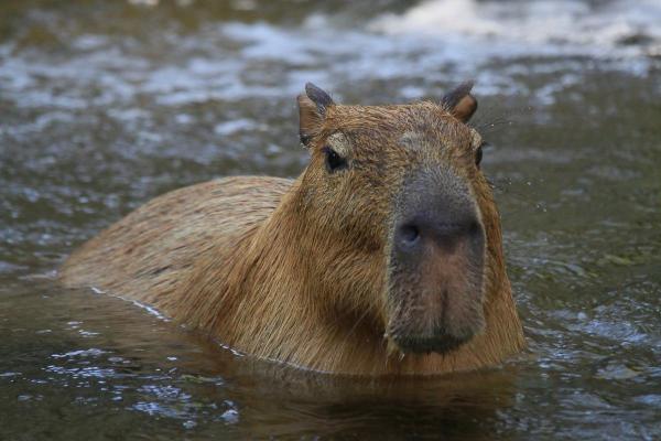 Onde vivem as capivaras? - Qual é o habitat da capivara?