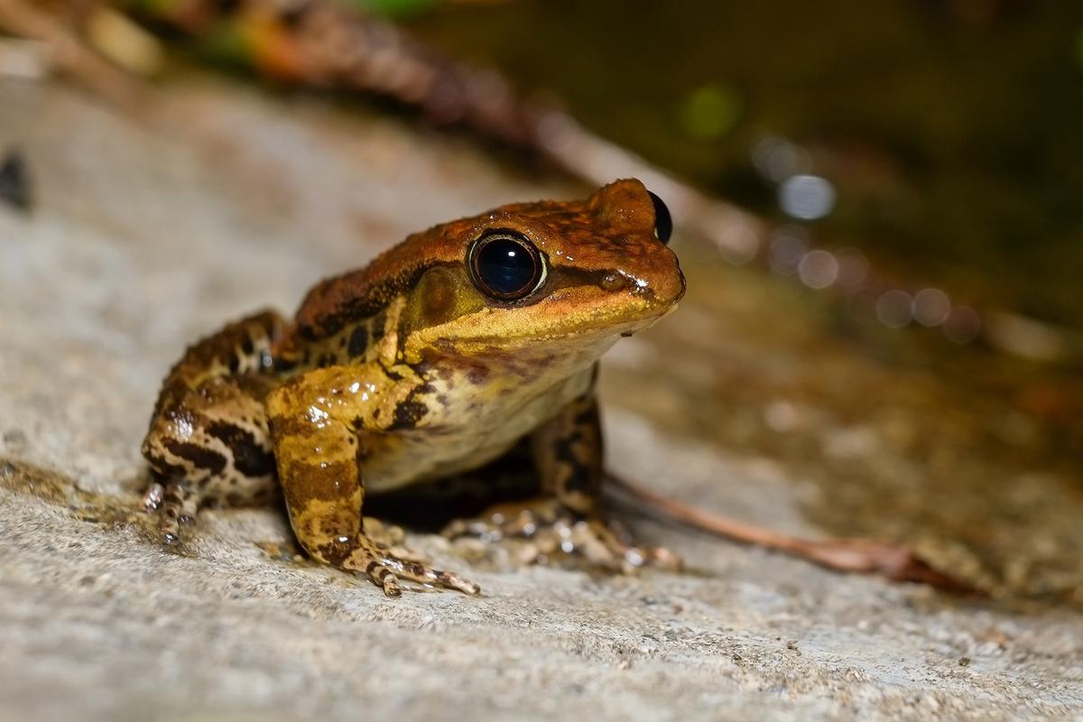 Chuva de sapos - O que é e como acontece