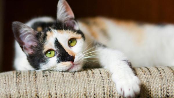 Quanto tempo um gato pode ficar sozinho? - Consequências de deixar os gatos sozinhos por tempo excessivo