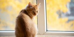 Quanto tempo um gato pode ficar sozinho?