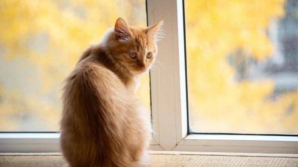 Quanto tempo um gato pode ficar sozinho?