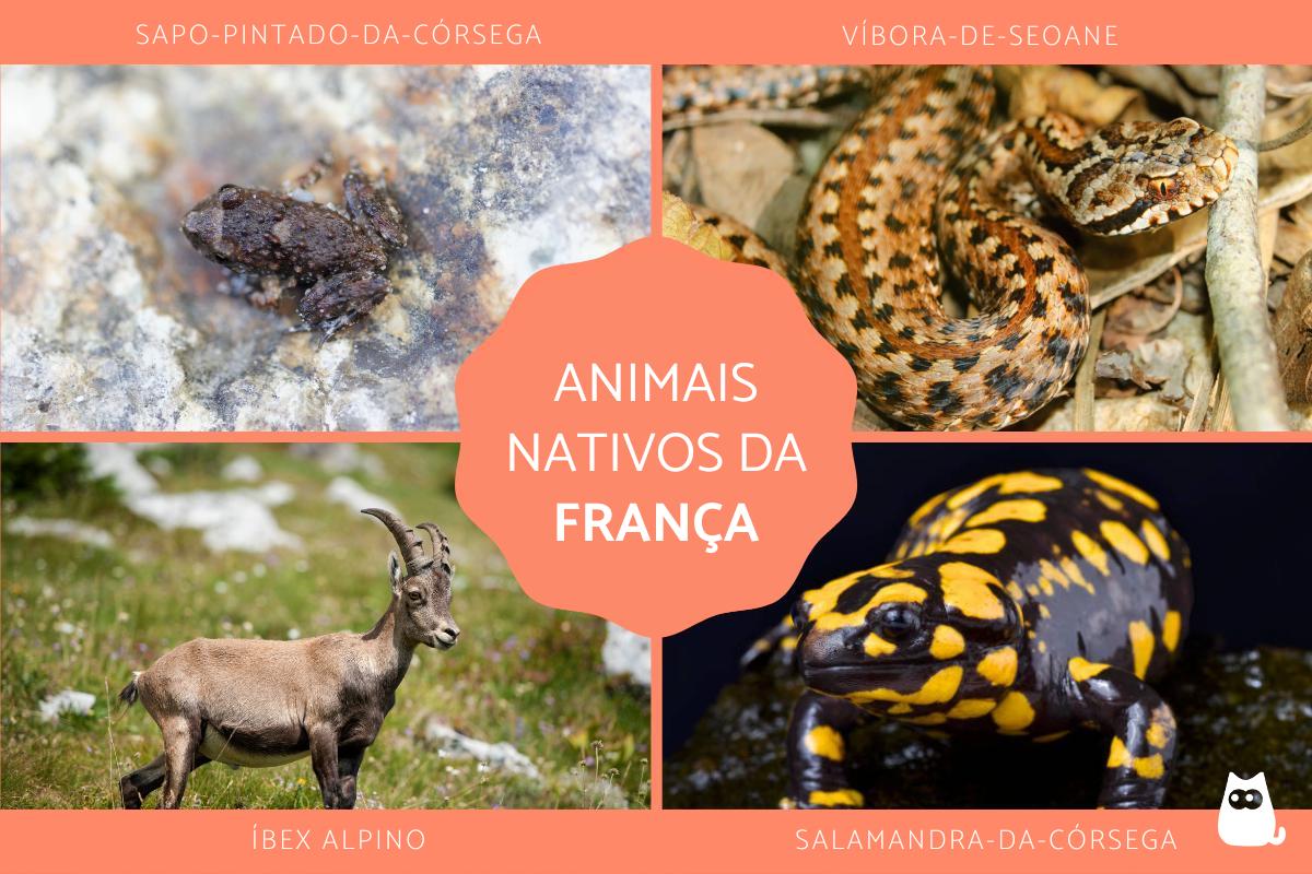 Animais da França