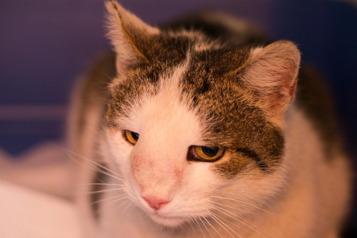 Nódulos em gatos - Tipos, causas e tratamentos