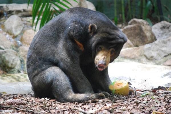 Tipos de ursos: espécies e características - Urso-malaio