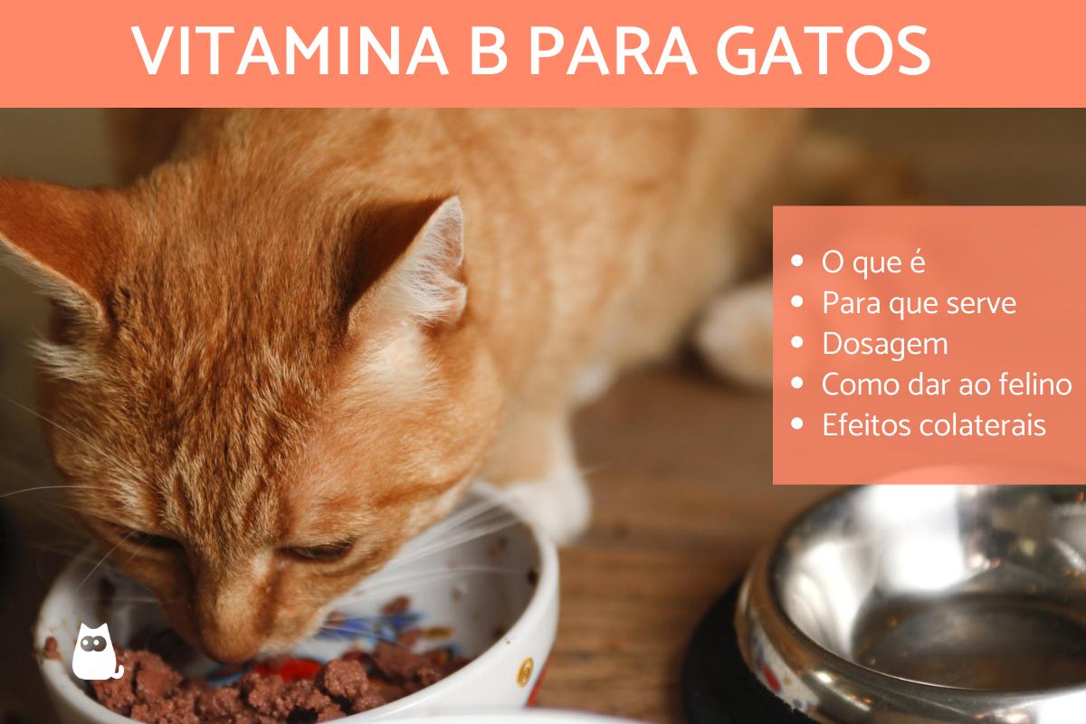 Vitamina B para gatos - Dosagem e para que serve