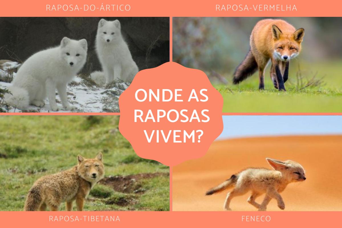 Onde as raposas vivem?