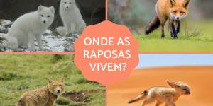 Onde as raposas vivem?