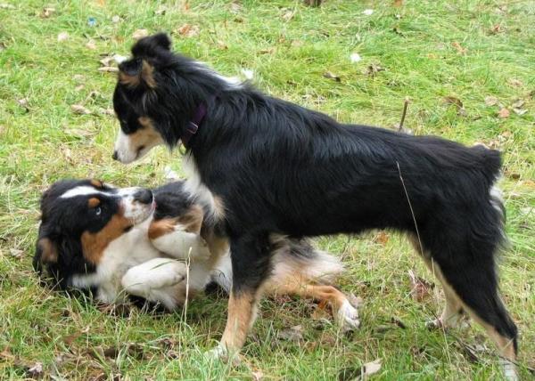 Por que o cachorro levanta a pata da frente? - 5. Medo, submissão ou desconforto