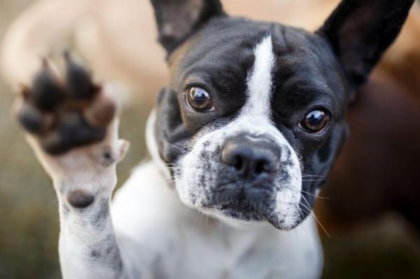 Por que o cachorro levanta a pata da frente? - 7. Pedido de afeto por aprendizagem