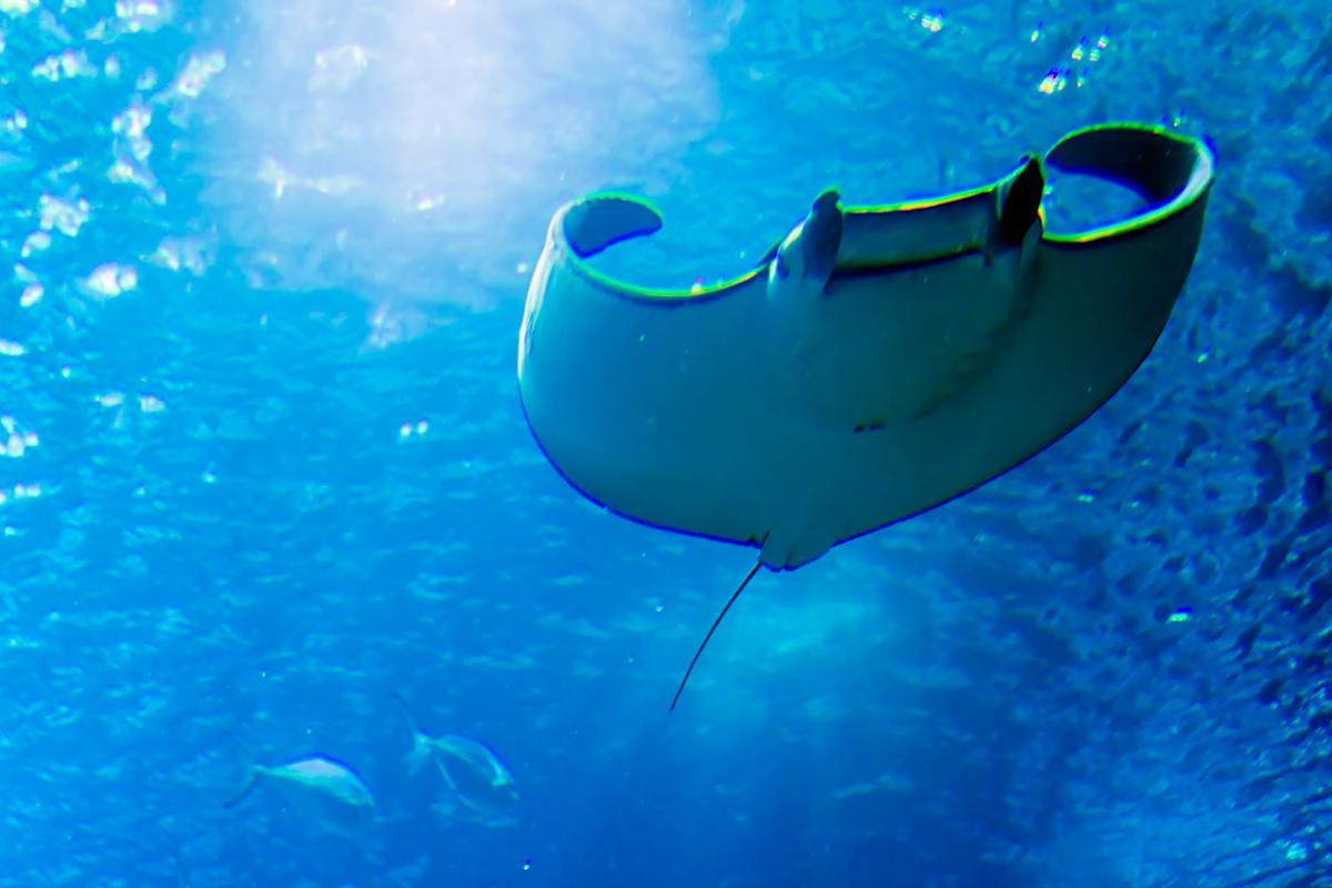 Arraia jamanta é perigosa?