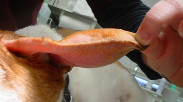 Otohematoma em cães - Causas, tratamento e remédios