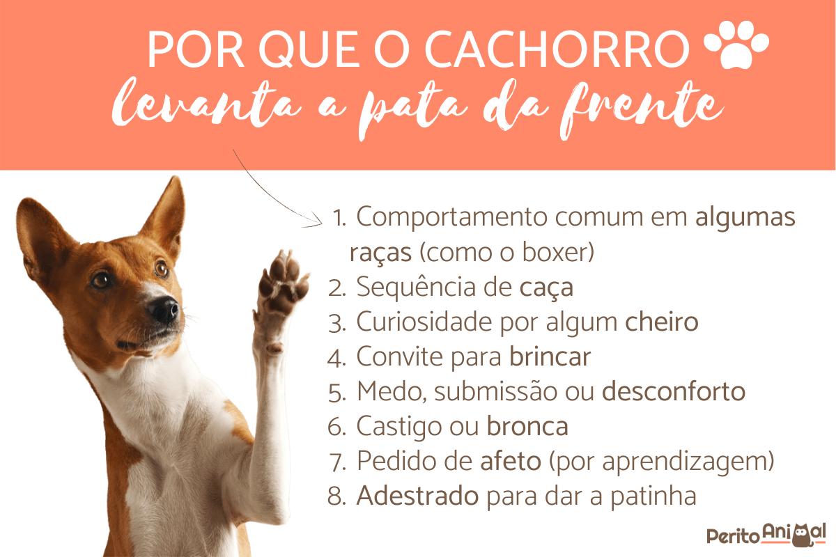 Por que o cachorro levanta a pata da frente?