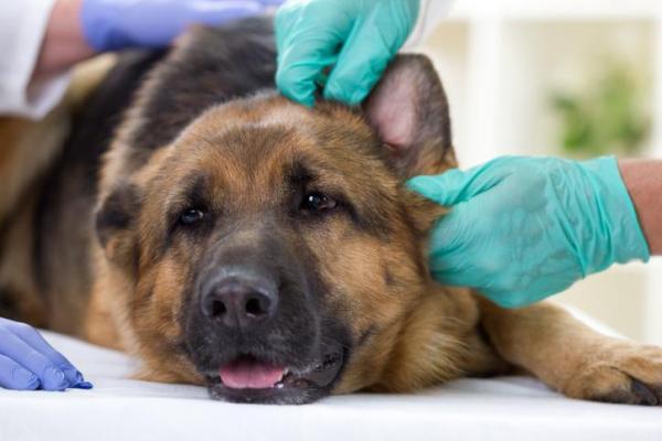 Otohematoma em cães - Causas, tratamento e remédios - Prevenção dos otohematomas em cães