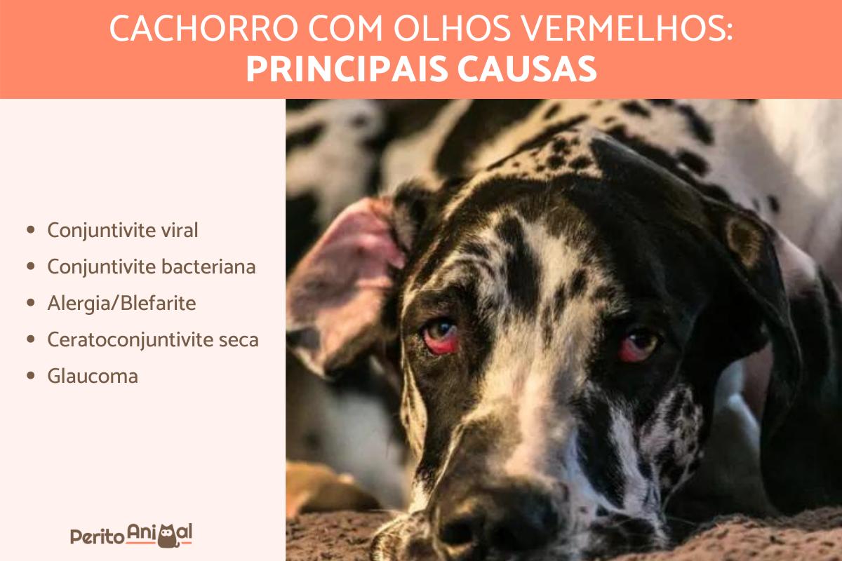 Cachorro com olho vermelho - Causas e tratamentos