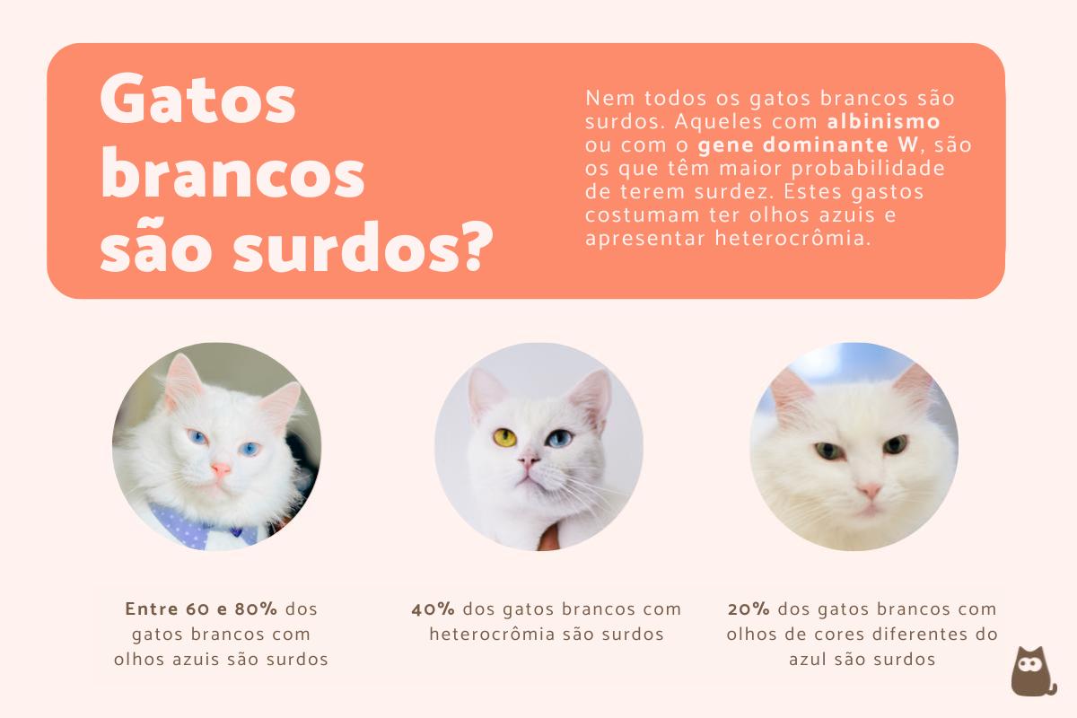 Gatos brancos são surdos?