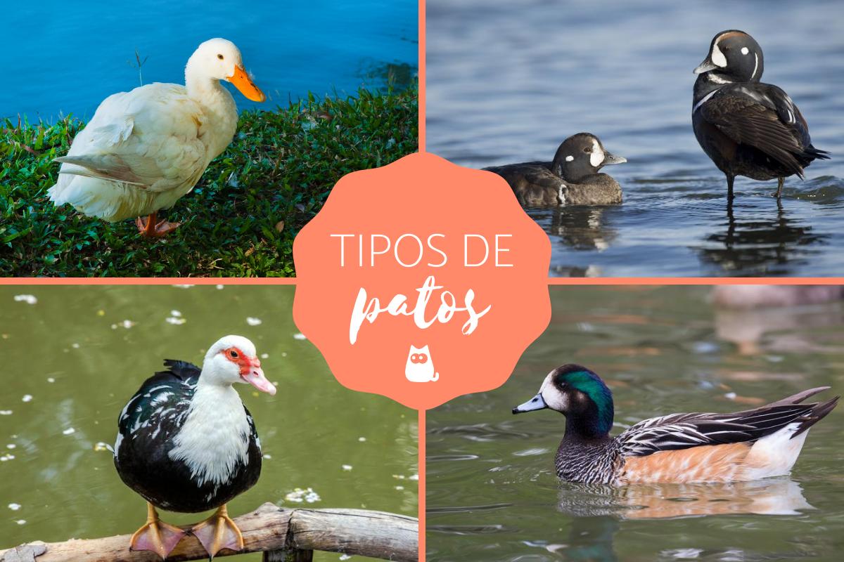 Tipos de patos