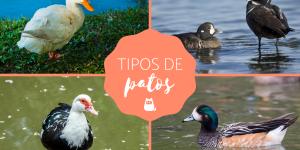 Tipos de patos