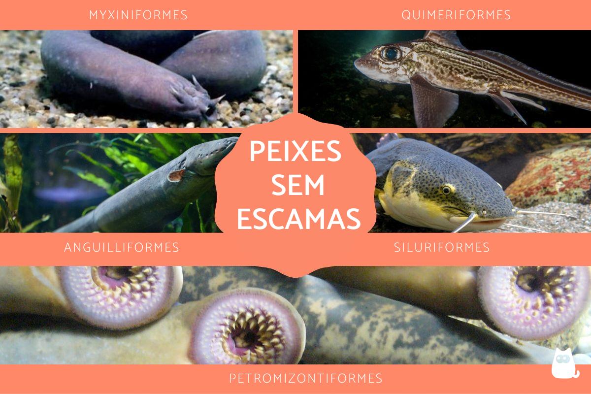 Peixes sem escamas - Tipos, nomes e exemplos