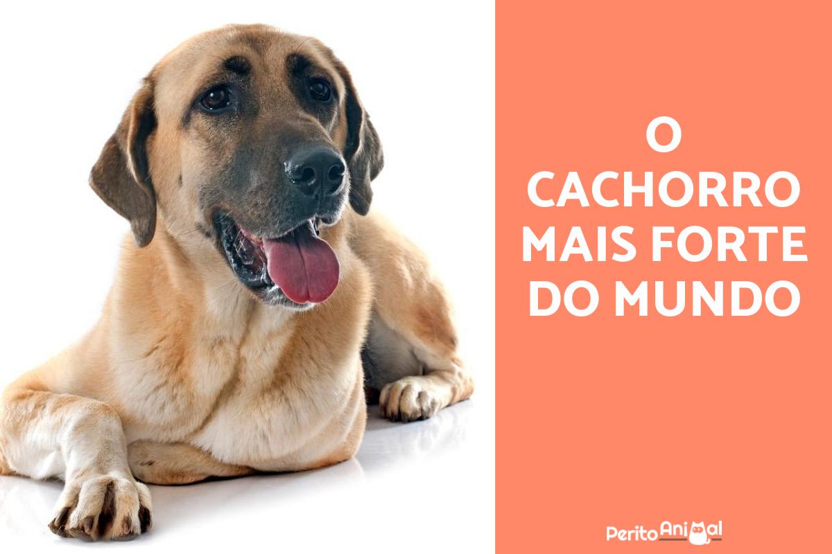Qual é o cachorro mais forte do mundo?