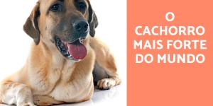 Qual é o cachorro mais forte do mundo?