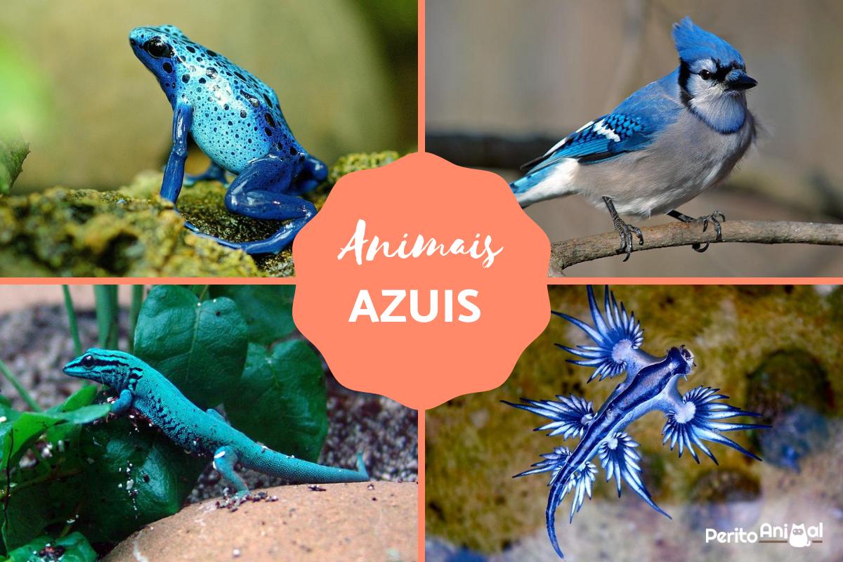 Animais azuis