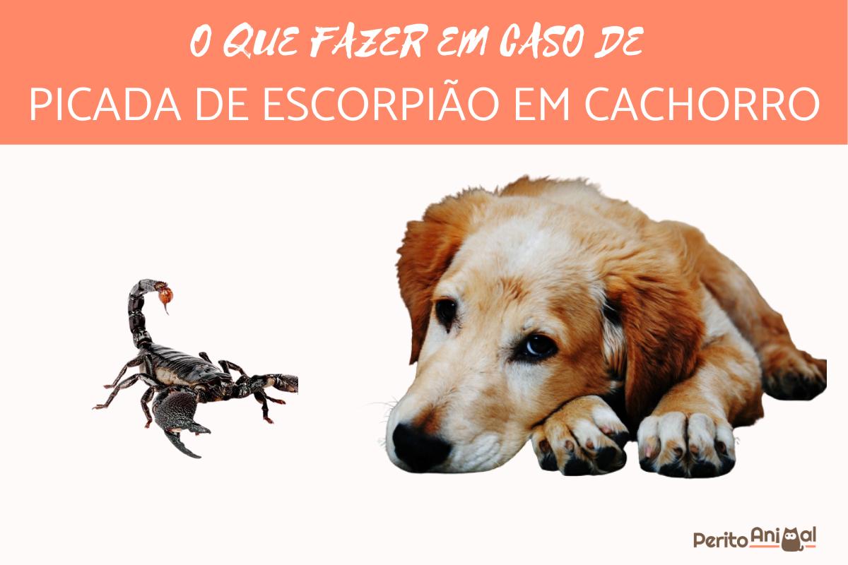 Picada de escorpião em cachorro, o que fazer?