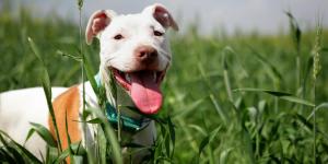 Quanto pesa um pitbull?