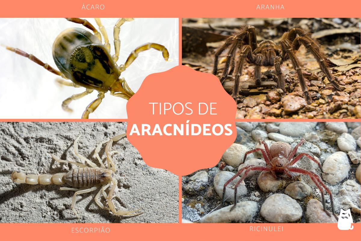 Tipos de aracnídeos e suas características