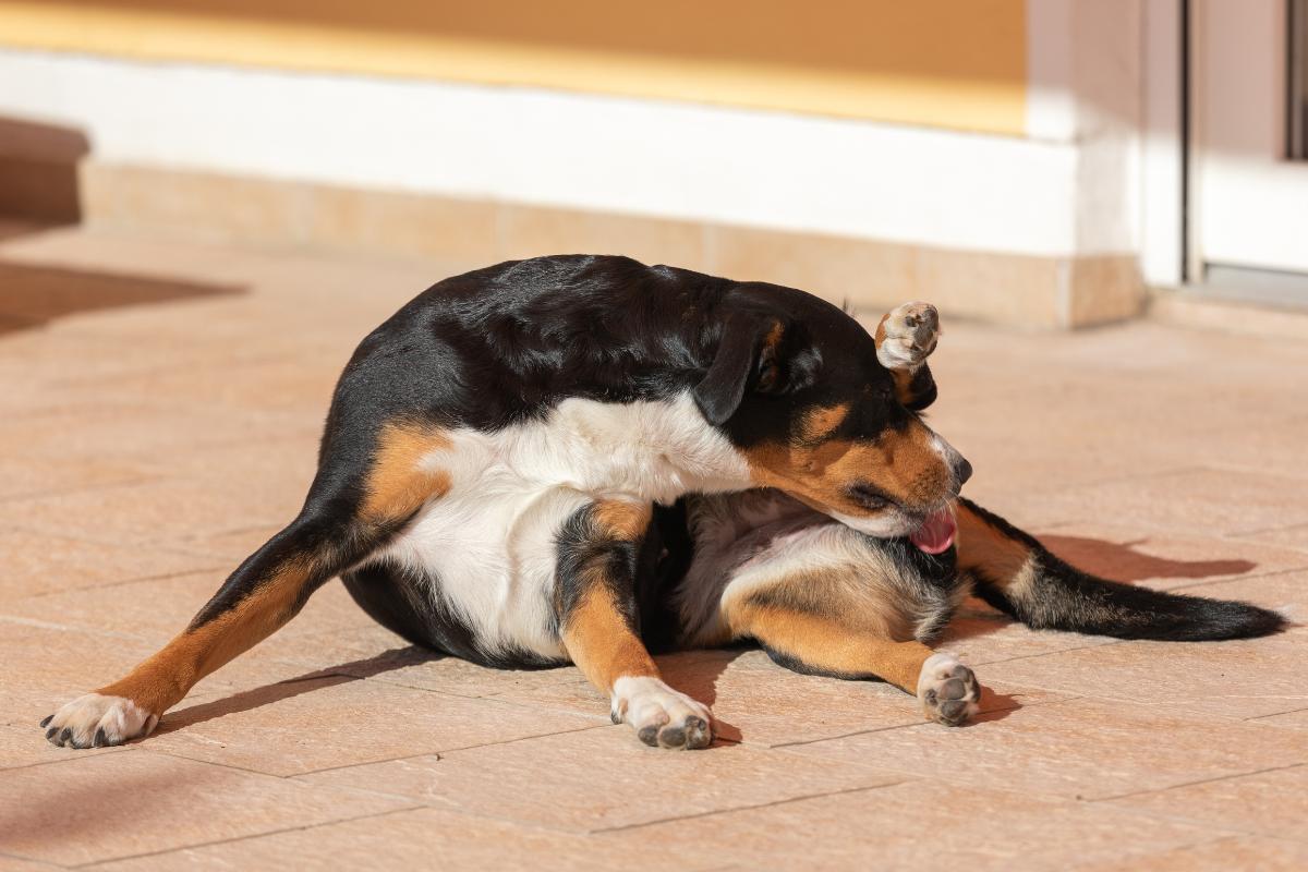 Cachorro se lambendo muito, o que pode ser?