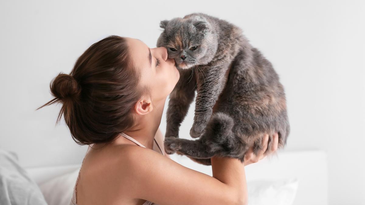 Gato esquece o dono em quanto tempo?