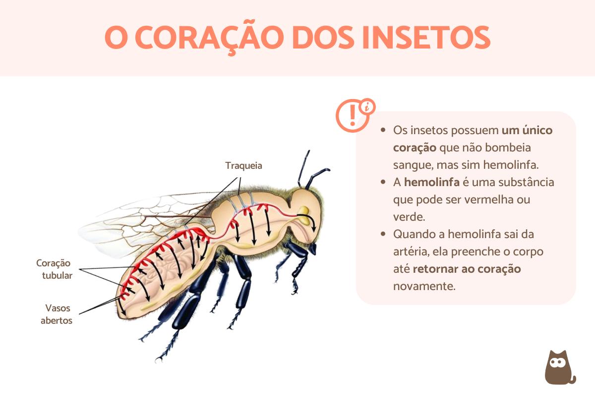 Insetos têm coração?