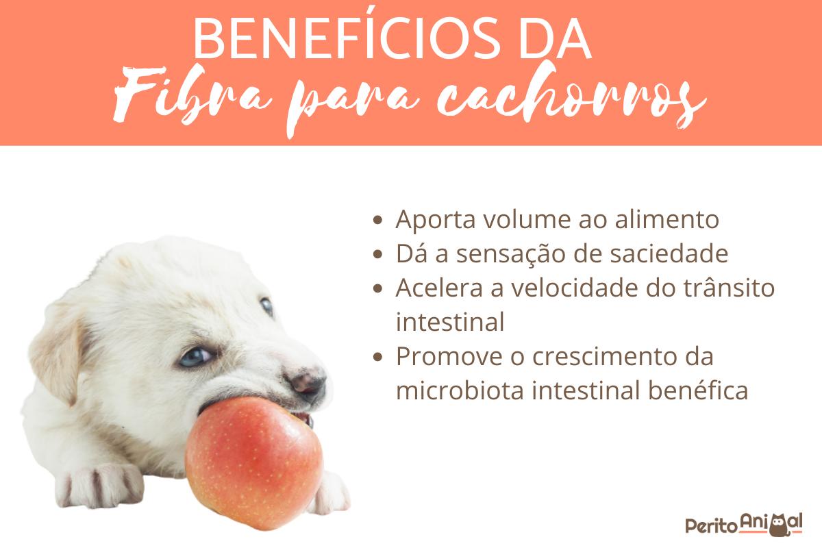 Fibra para cachorros - Importância, alimentos e suplementos
