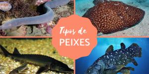 Todos os tipos de peixes