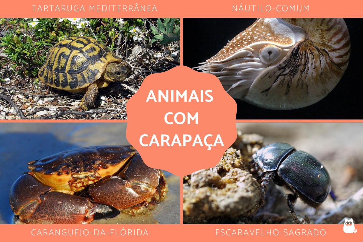 Animais com carapaça - Exemplos e imagens