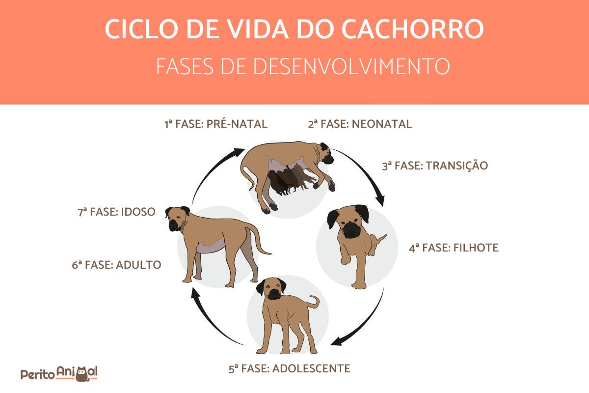 Ciclo de vida de um cachorro