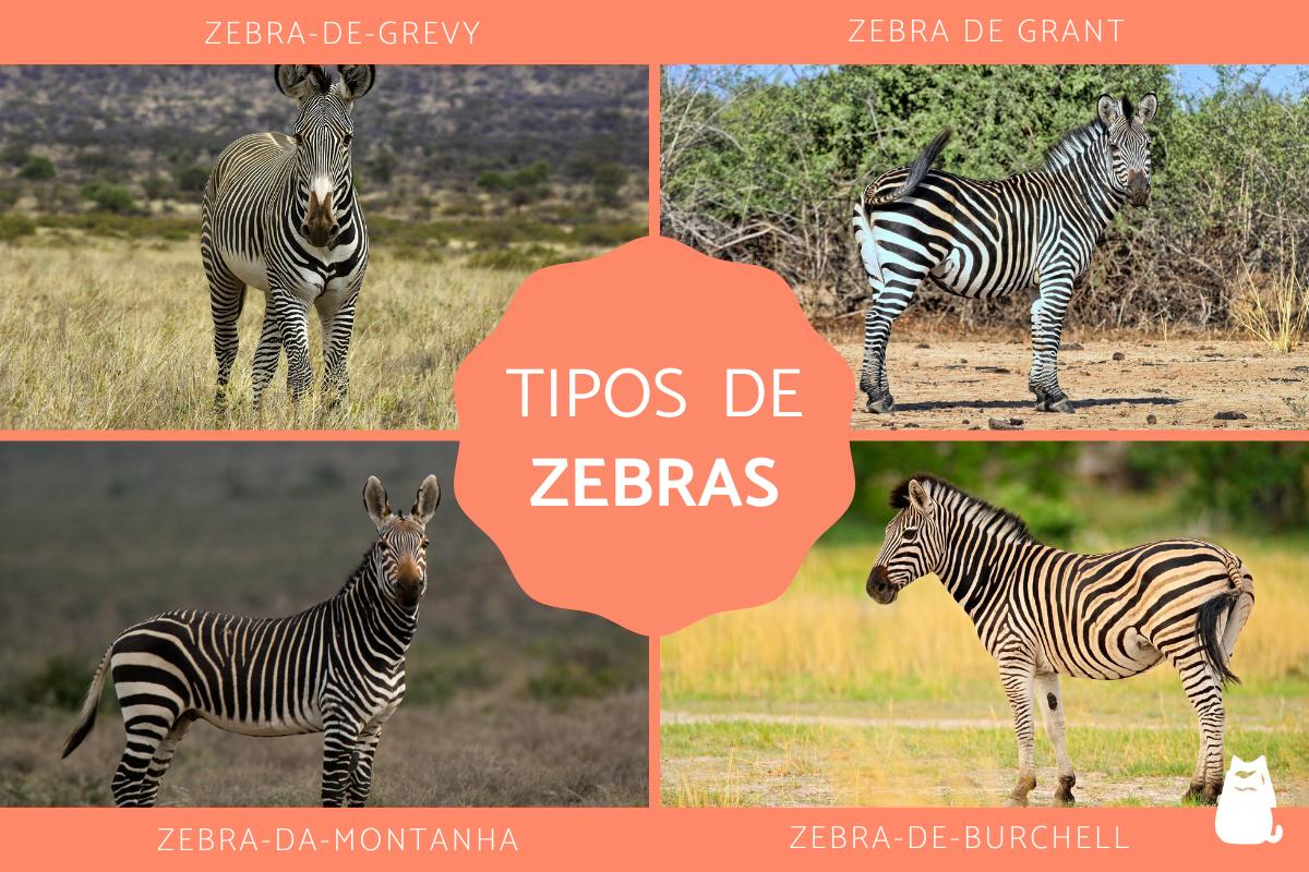 Quantos tipos de zebras existem