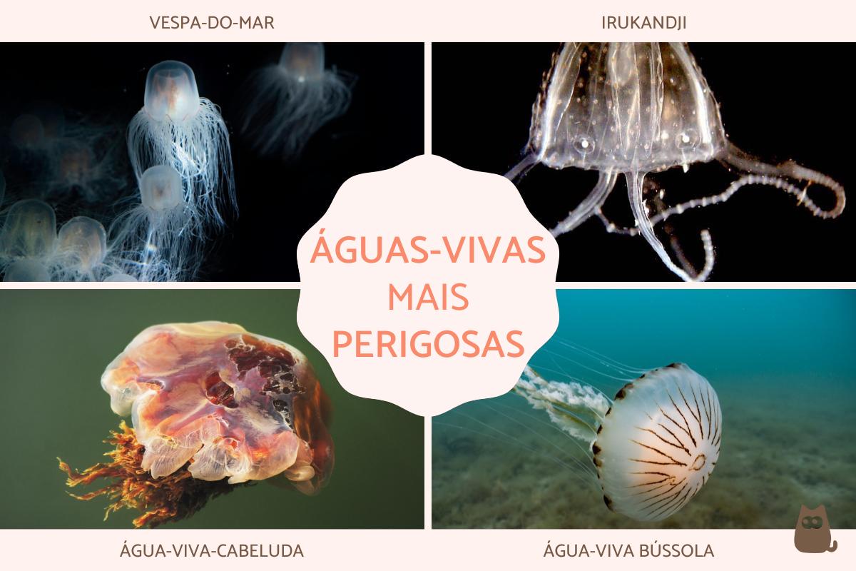 Águas-vivas mais perigosas do mundo