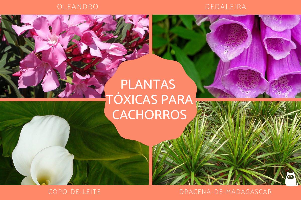 Plantas tóxicas para cachorros