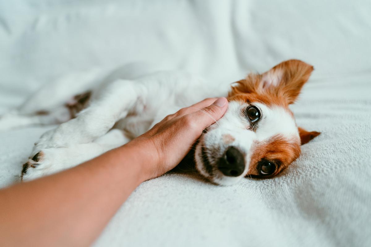 Epilepsia em cães - Causas, alimentação e como prevenir