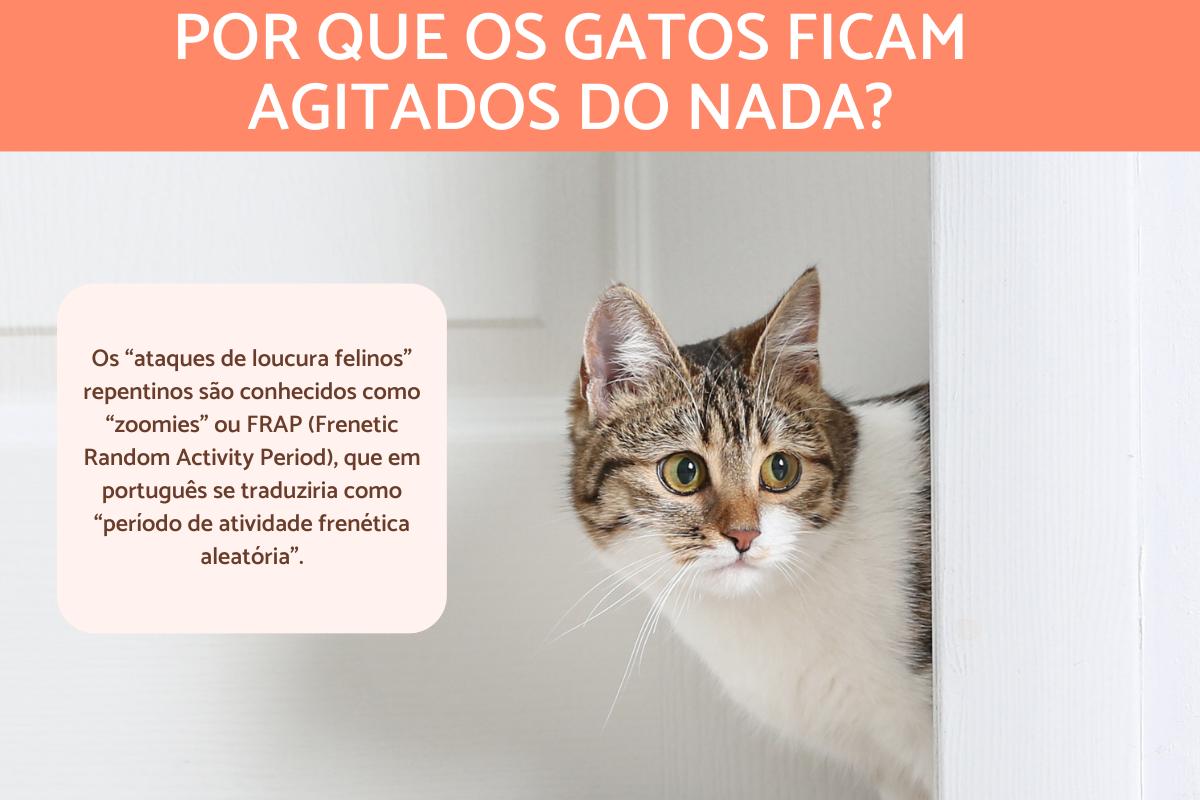 Gato correndo como louco: causas e soluções