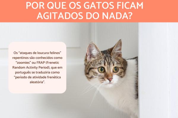 Gato correndo como louco: causas e soluções