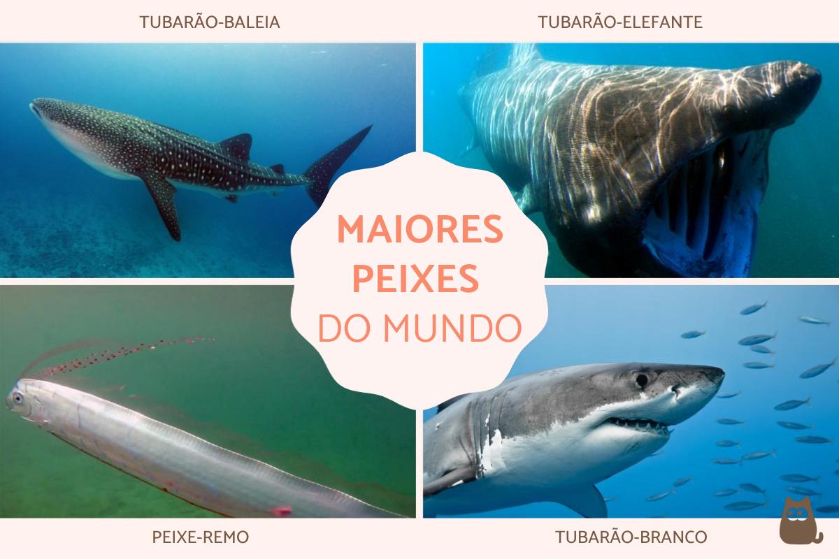 Os maiores peixes do mundo