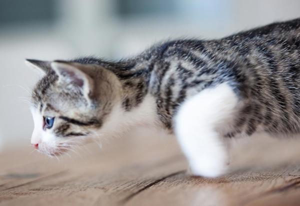 Gato correndo como louco: causas e soluções - Por que meu gato começa correr do nada?