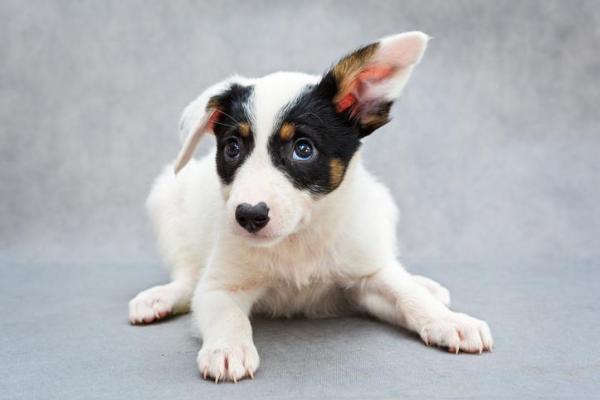 Meu cachorro tem uma orelha caída - Causas e o que fazer - A orelha do meu cachorro está caída