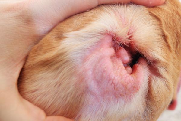 Meu cachorro tem uma orelha caída - Causas e o que fazer - Causas para orelha caída de cachorro